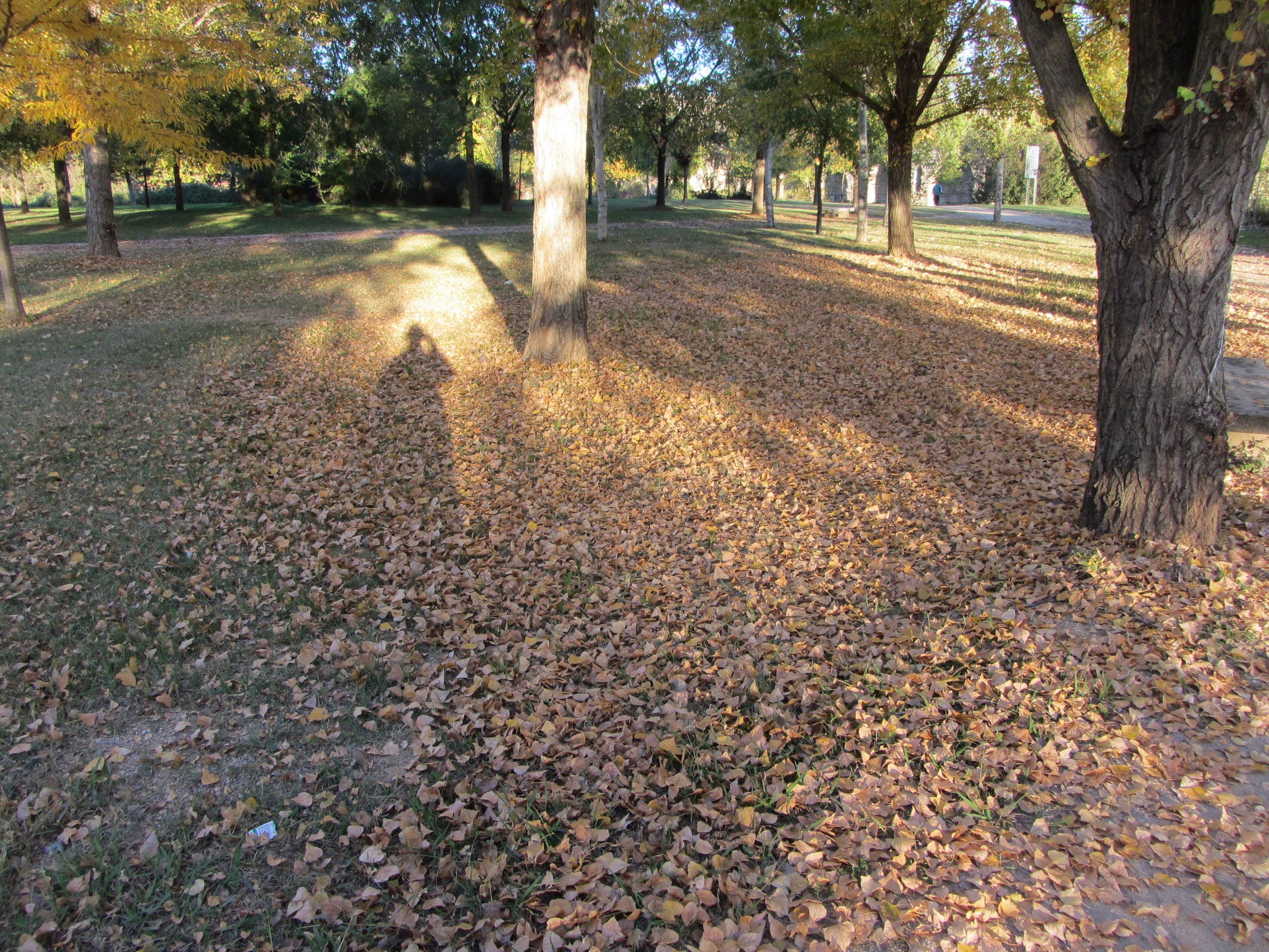 Mérida Silueta parque hojas